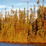 Forêt boréale